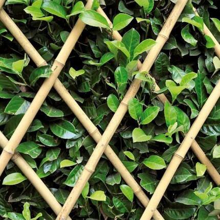 Összecsukható bambusz kerítés 200x200 cm