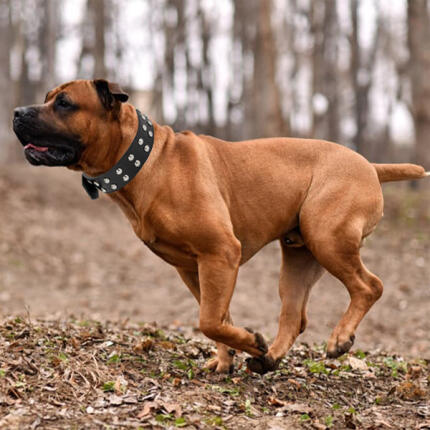 Lapos szegecses öko bőr nyakörv kutyáknak - 60x3,7 cm
