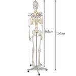 Anatómiai csontváz modell guruló állvánnyal - 180 cm