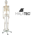 Anatómiai csontváz modell guruló állvánnyal - 180 cm